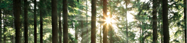 Daniel Nothmann Rotating Header Image