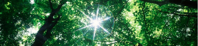 Daniel Nothmann Rotating Header Image